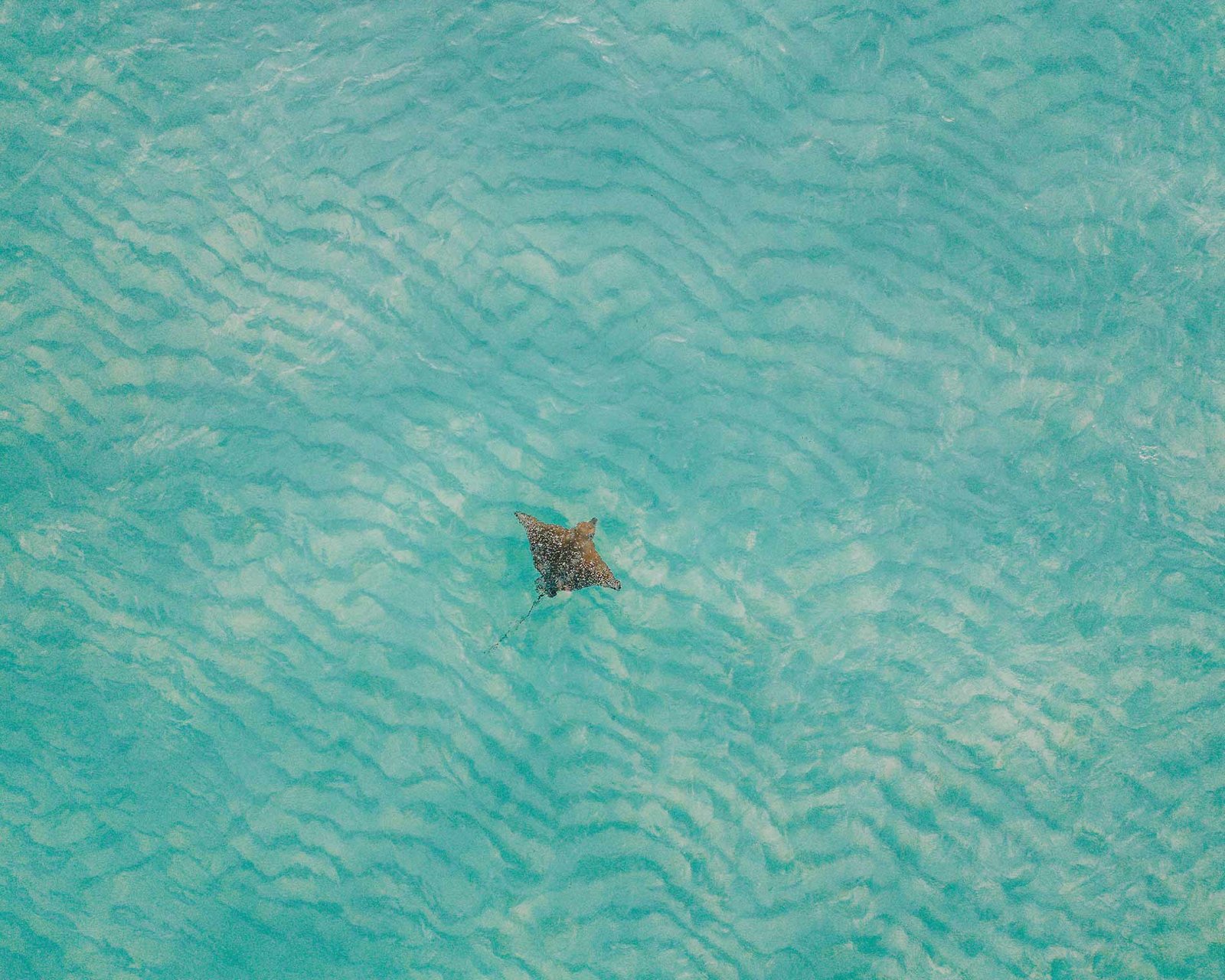 Auf Tauchgang mit Mantarochen, Eindruck aus der Pressearbeit von BISS PR